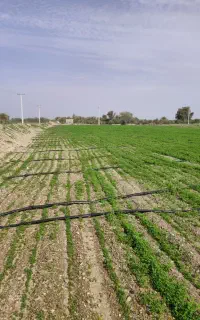 زمین کشاورزی واگذاری تمام اختیار