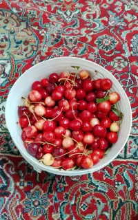 گیلاس