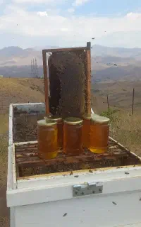 عسل خالص و طبیعی طالقان برای بیماران قندی
