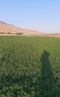 فروش یونجه