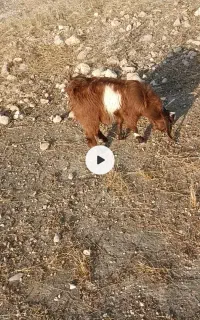 فروش بزجوان