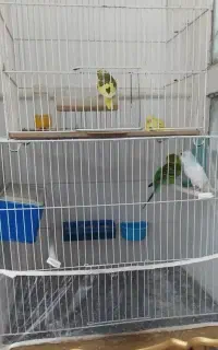 دو جفت مرغ عشق بشرط