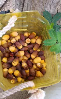 فروش رطب