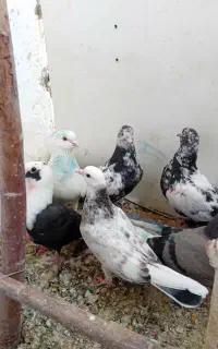 ۱۰عددجوجه خیرجیرو