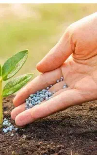 کود اوره و پتاس ارگانیک