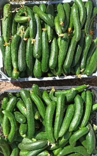 فروش انواع خیار
