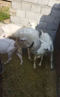 نربزسانن اصل دوساله مخصوصه تکسیر