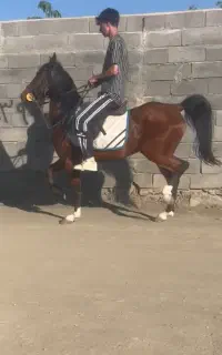اسب سوارکاری