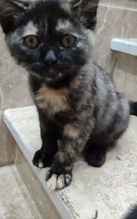 گربه پرشین با دو تا بچه چهار ماهه