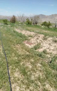تیلر زنی باتیلر 7.5اسب گازوییلی