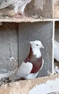 کبوتر طوقی