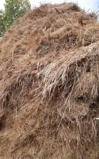 حدود ۵۰۰ عدد علف برای گاو و گوسفند