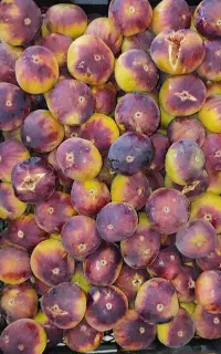 انجیر خوش طعم و شیرین
