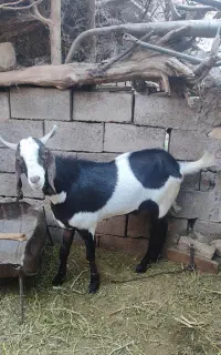 نری جوان