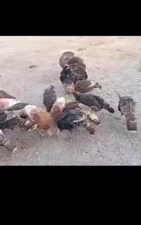 بوقلمون