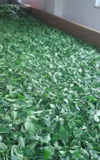 چای کامزدی برای کشاورزان