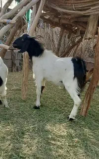 گوسفند فروشی