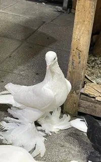 کبوپر پارپارلی ارکح