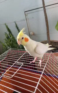 عروس هلندی گم شده در تهرانسر