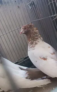 کبوتر تهرانی نر و ماده