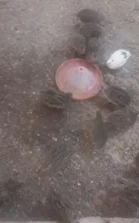 بلدرچین
