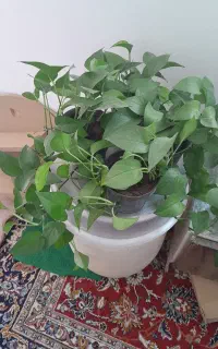 گل های پیچک سبز فروشی با قیمت مناسب
