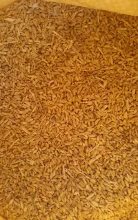 ۲۶ گونی گندم تمیز هم برای دام هم برای کاشت