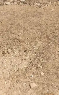 کود گوسفندی درجه یک ارزان