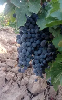 انگور سیاه شرابی