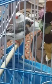 فنچ پرنده گمشده