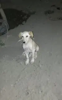 توله