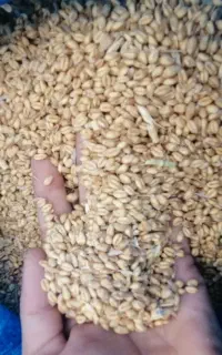 گندم خوب تمیز برای تخم، نان