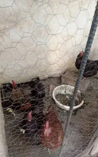 مرغ و خروس تخمگذار
