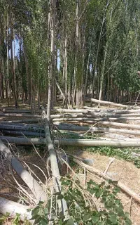خرید چوب ودرخت صنوبر وسپیدار