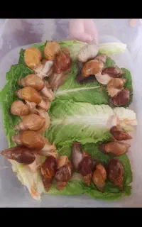 حلزون پرورشی جوانساز پوست و کار