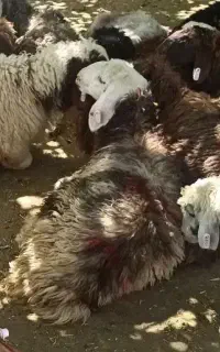 زرینه دام الپ زنده سویسی سنگسر