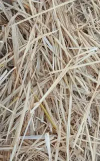 فروس پرس کاه جو دیم