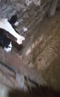 مربوط به دامداری وگاوداری