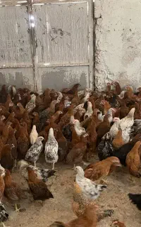 جوجه مرغ دورگ گلپایگانی ۴ماهه درشت
