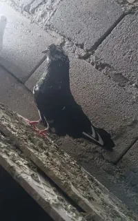 فروش کفتر جمله ایی