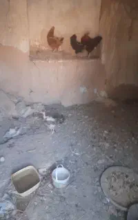 سهتا مرغ یه خروس