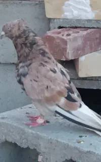 کفتر نرسرور دم سفید معاوضه با سرور نر فقط معاوضه