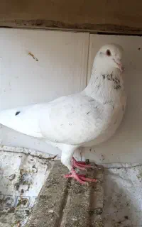 کبوتر نر مست و پرشی