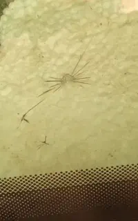شیشه جلو پژو
