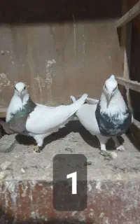 کبوتر کفتر طوقی