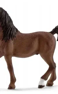 اسب