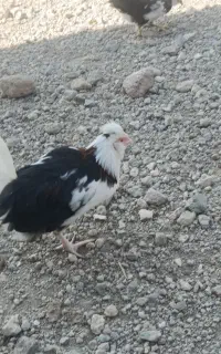 10عدد نیمچه گلین اصل