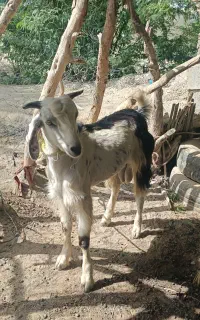 فروش سه عدد بُز نر سرحال
