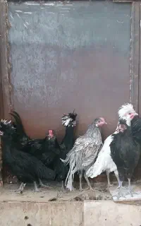 خروس