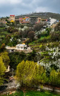 سوئیت ویلا سویت ابرده شاندیز جنگلی ویلا نادری